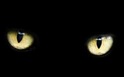 Klątwa wiedzy u księgowych